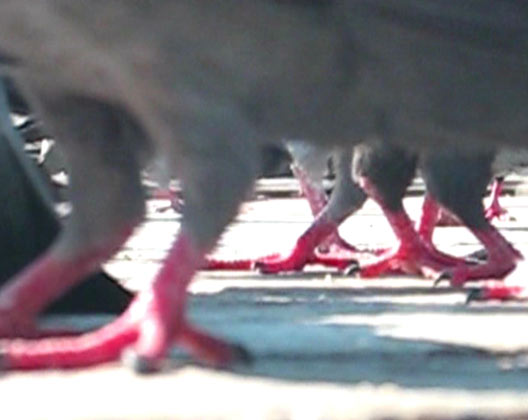 zur&uuml;ck zu den  arbeiten