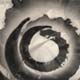 circles of elements - mireya samper und taeko mori