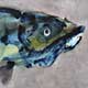 fisch