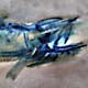 fisch