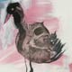 vogelbild