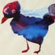 vogelbild