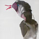 vogelbild