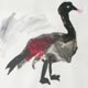 vogelbild